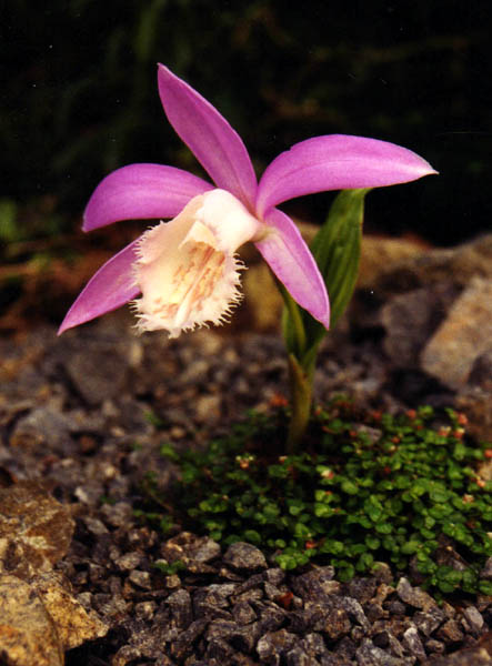 Pleione formosana in bloom on moist grassy slopes in Taiwan